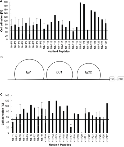 Identification of nectin binding domains.