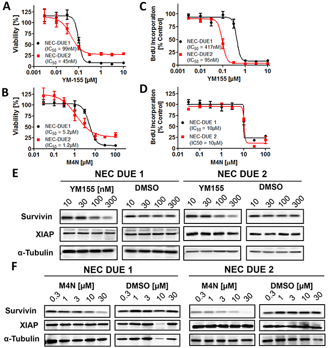Small molecule survivin antagonists YM155 and M4N reduce cell viability and impair cell proliferation in GEP-NEC cell lines.
