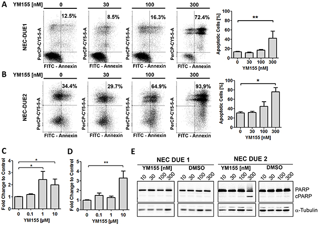 YM155 induces apoptotic cell death in GEP-NEC cell lines.