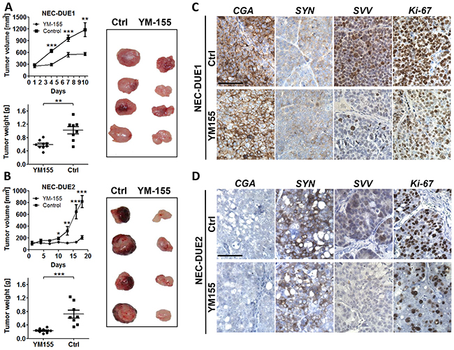 YM155 inhibits tumor growth in a GEP-NEC xenograft mouse model.