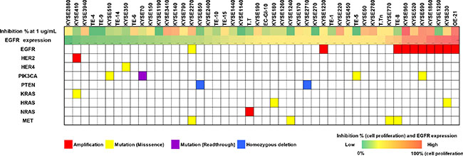 Relationship between genetic background status and Sym004 inhibitory effects of cell in ESCC cell lines.