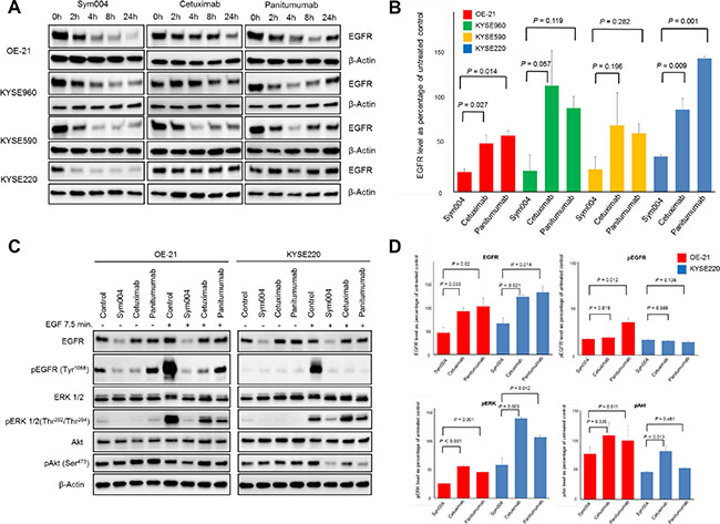 Effects of anti-EGFR antibodies on EGFR protein expression.