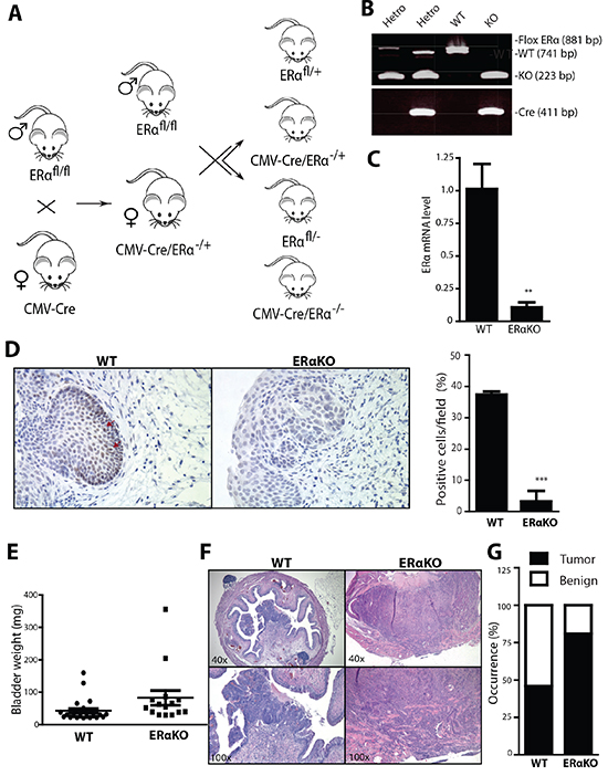 Total ERα knockout increased the cancer incidences in BBN-induced BCa model.