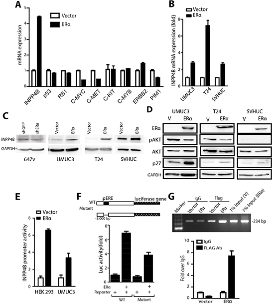 INPP4B expression is up-regulated by ERα in BCa cells.