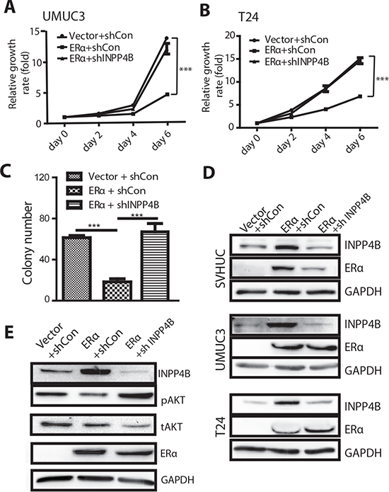 Knocking down INPP4B in BCa cells results in reversal of ERα inhibited BCa cell growth and ERα inhibited malignant transformation of SVHUC cells.