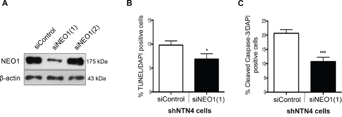 NEO1 knock-down reverses apoptosis induced by NTN4 silencing in SK-N-SH cells.