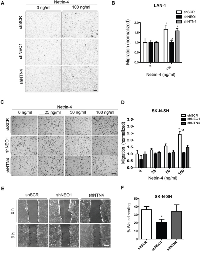 NEO1, acting through NTN4, promotes in vitro chemotactic cell migration in NB cells.
