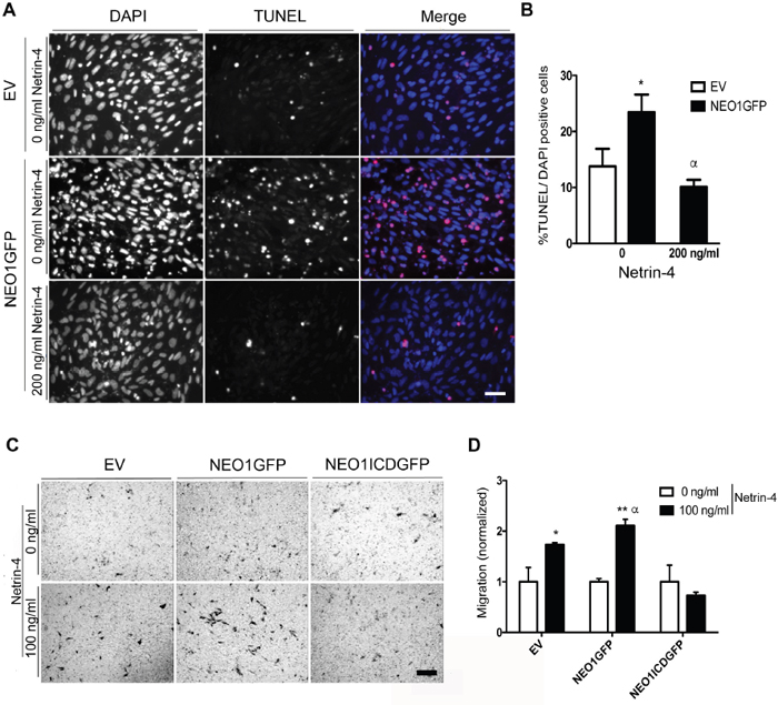 Overexpression of NEO1 induces apoptosis that can be rescued by exogenous Netrin-4 and promotes cell migration through NTN4 chemotaxis.