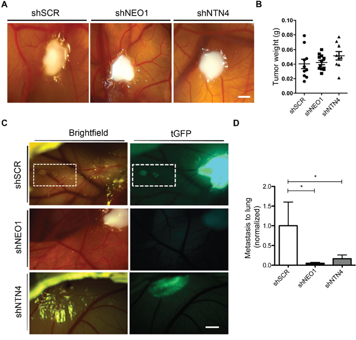 NEO1 and endogenous NTN4 participate in spontaneous metastasis in vivo.