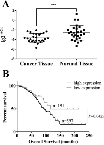 The high expression of HOXA11 prolongs overall survival in breast cancer patients.