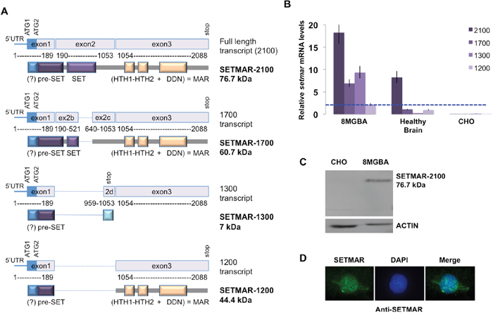 SETMAR mRNAs in 8MGBA cells.