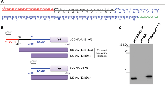 Alternative ATG for SETMAR translation initiation.