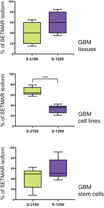 Percentages of each SETMAR protein (2100 versus 1200) in three cell &#x201C;types&#x201D;.