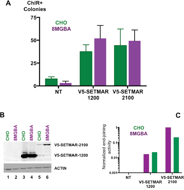 End-joining assays.