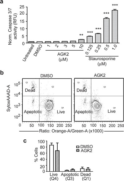 SIRT2 Iinhibition With AGK2 Does Not Induce Significant Apoptosis.