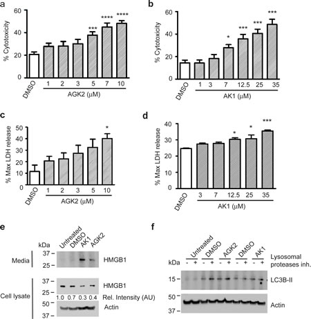 SIRT2 Inhibition Causes Release of LDH and HMGB1 from Merlin-Mutant MSC.