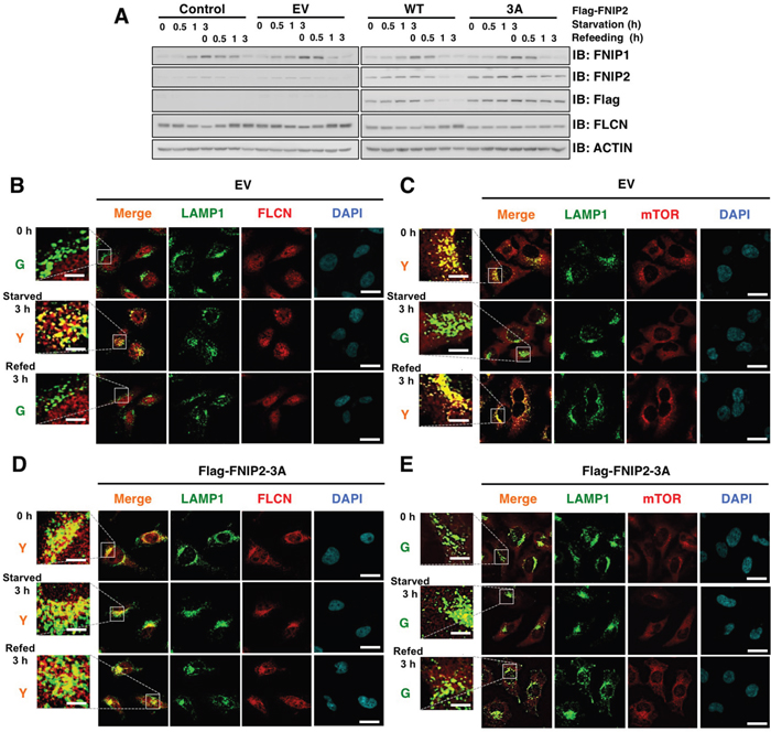 Ectopic expression of non-degradable FNIP2 enhances FLCN lysosomal localization and diffusion of mTOR in HeLa cells.