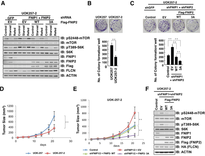 Non-degradable FNIP2 mutant significantly suppresses the proliferative and tumorigenic capacity of UOK-257-2 cells.