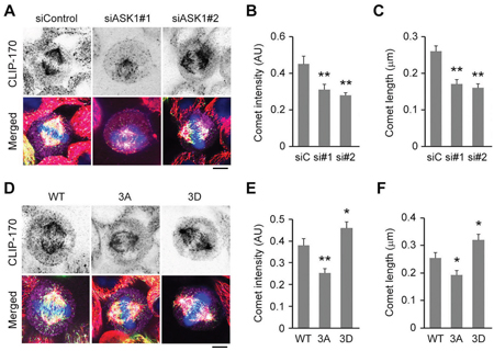 ASK1-mediated phosphorylation of EB1 enhances the localization of CLIP-170 to the plus ends of astral microtubules.