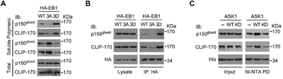 Phosphorylation of EB1 by ASK1 promotes its interaction with CLIP-170 and p150glued.