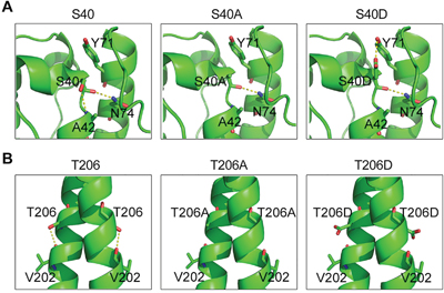 Structural analysis of the S40 and T206 mutants of EB1.