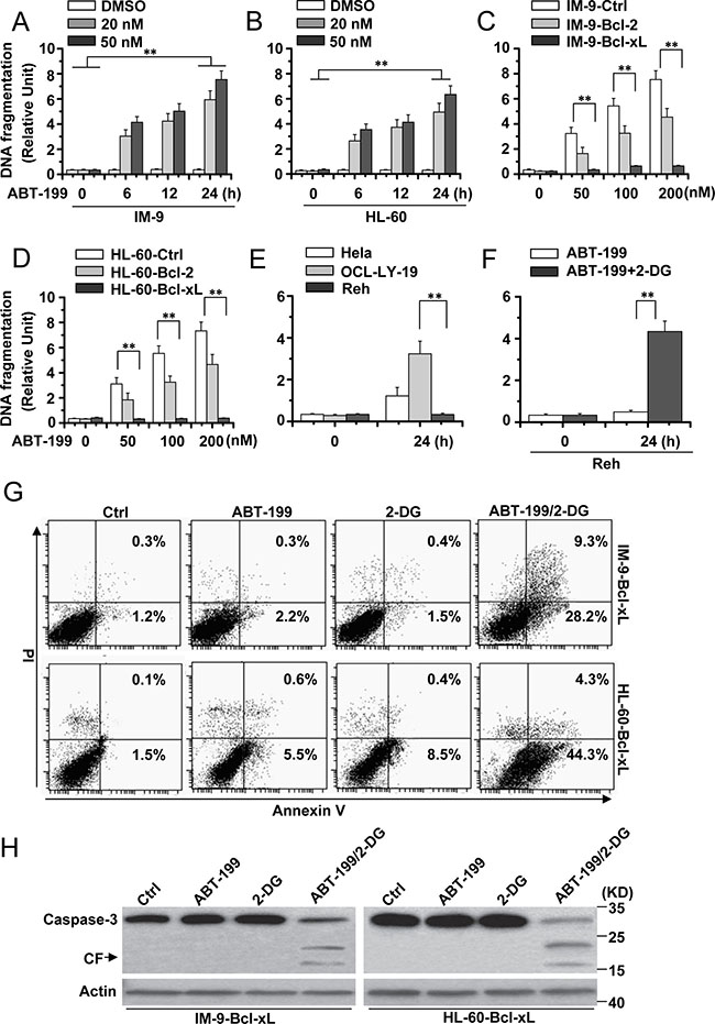 2-DG combined with ABT-199 induces cell apoptosis in hematopoietic cancer cells with excessive Bcl-xL expression.