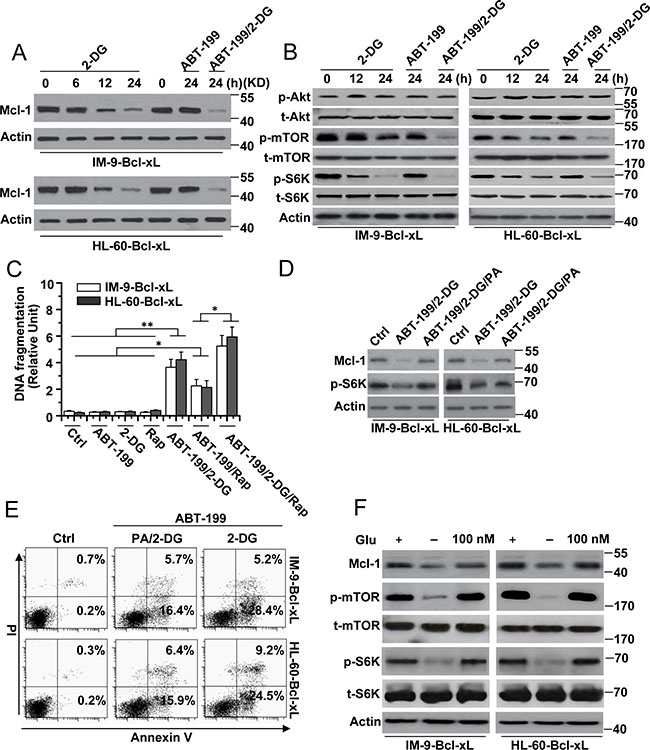 The reduction of Mcl-1 expression is indispensable for cell apoptosis by 2-DG with ABT-199 treatment.