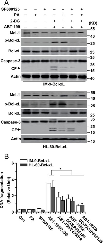 Mcl-1 expression and JNK activation is required for cell apoptosis.