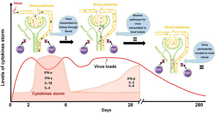 Schematic of virus-kidney interaction during the early stage and later stage of infection.