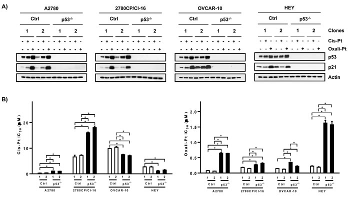 Dependence of cytotoxic platinum drug response on p53 in ovarian cancer cell lines.