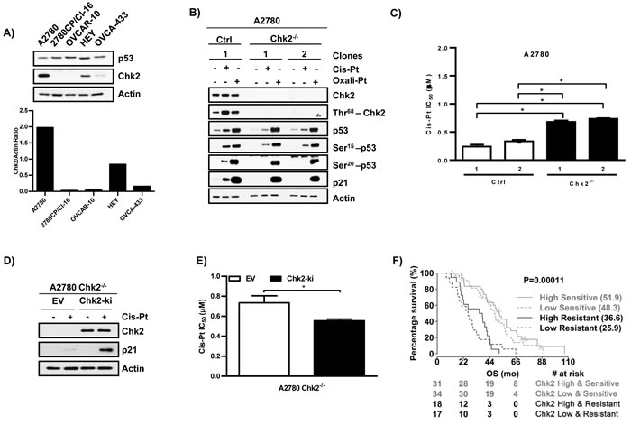 Chk2 mediates cis-Pt-induced p53 transcriptional activation and Pt sensitivity.