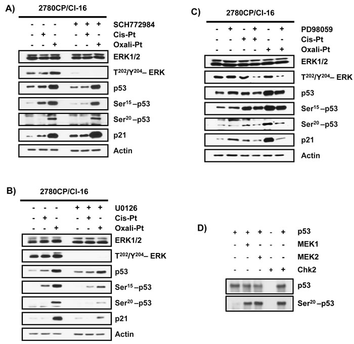 Modulation of phosphorylation of p53 by ERK and MEK inhibitors.