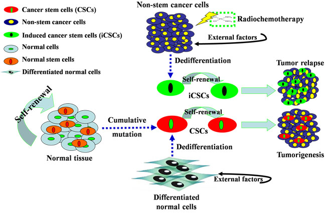 Origins of CSCs and iCSCs.