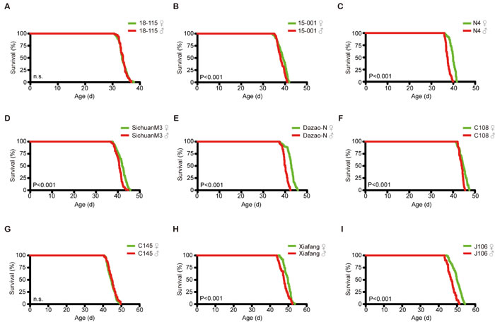 Lifespan differences between males and females in each of nine strains.