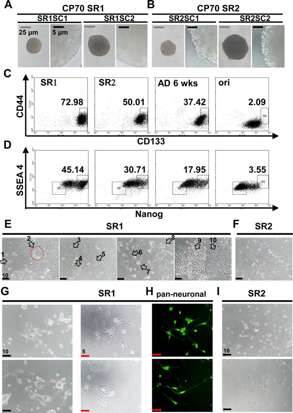 Characterization of single-cell clones isolated from CP70 SR1 and SR2 spheroids.