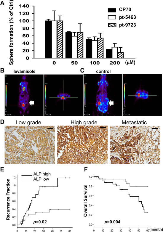Inhibition of ALP activity by levamisole interferes with the formation of spheroids and tumors in ovarian CSLCs.