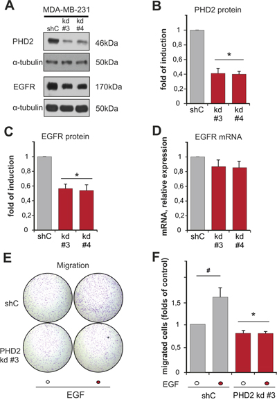 Knockdown of PHD2 in MDA-MB-231 cells affects EGFR levels and EGF-driven motility.