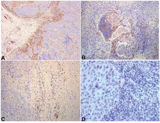 Representative immunohistochemical sections.