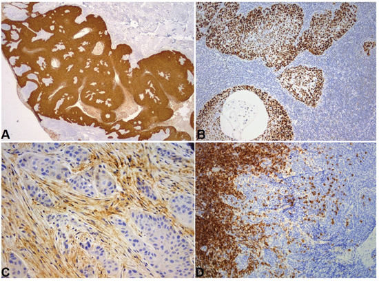 Representative immunohistochemical sections.