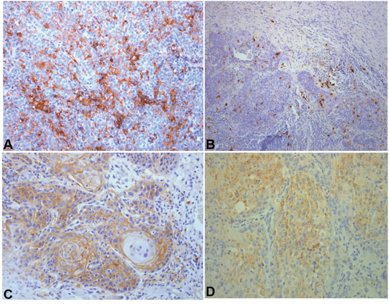 Representative immunohistochemical sections.