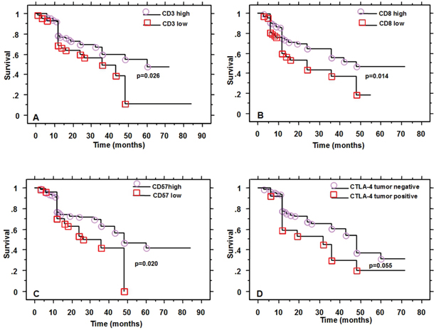 Survival of patients according to CD3, CD8, CD57 and CTLA4 expression.