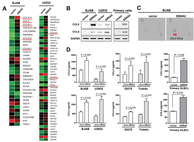 Induction of CCL3 and CCL4 expression by EBNA2.