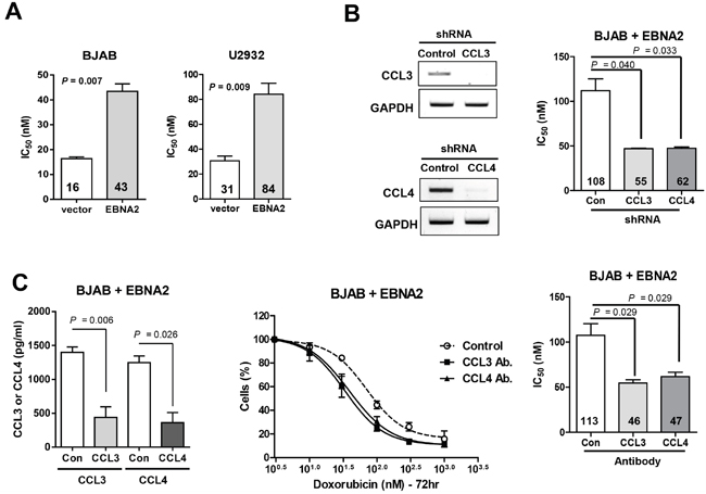 CCL3 and CCL4 contribute to doxorubicin resistance in DLBCL cells.