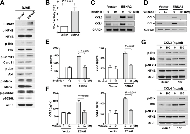 Association of CCL3/CCL4 expression with activation of Btk/NF-&#x03BA;B.