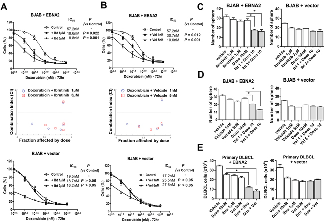 Inhibition of Btk or NF-&#x03BA;B sensitizes lymphoma cells to doxorubicin.
