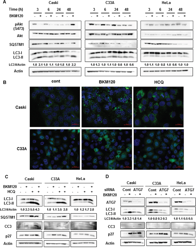 BKM120 selectively increases autophagy in PIK3CA-mutant cancer cells.