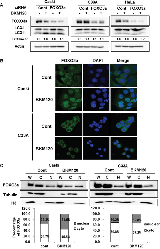Cellular localization of FOXO3a upon BKM120 treatment plays an important role in autophagy induction in PIK3CA-mutant cancer cells.