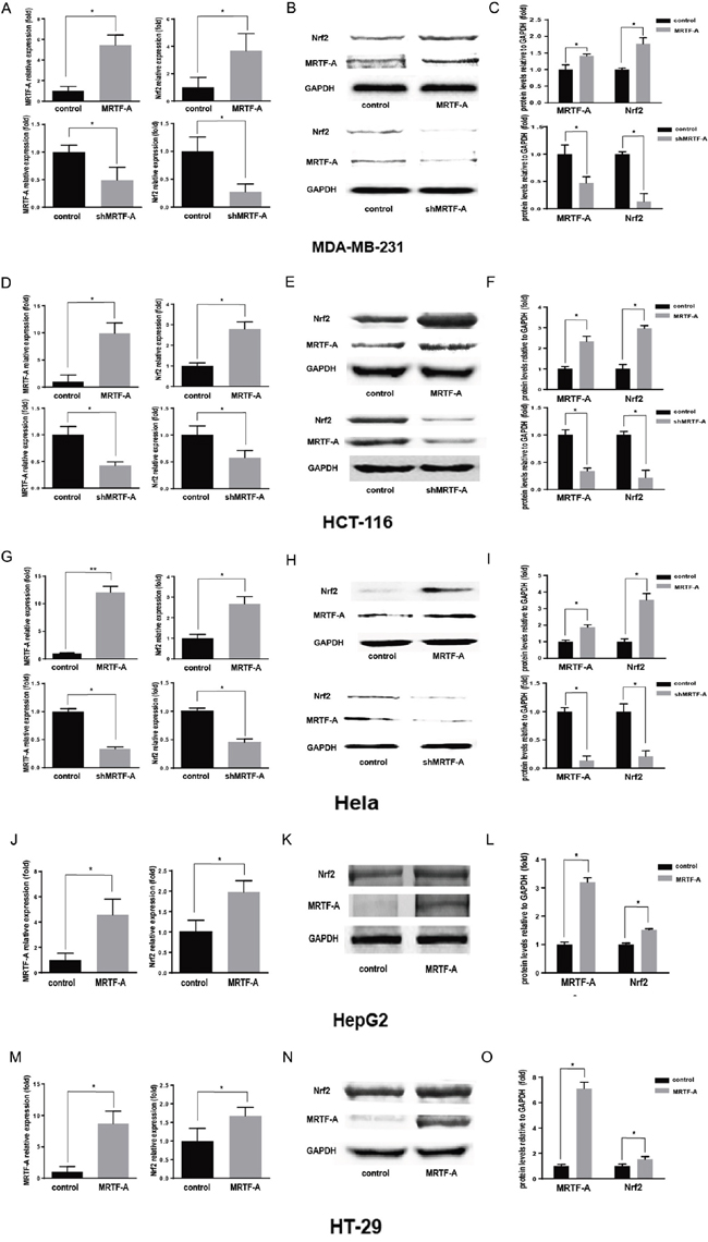 MRTF-A could promote the resistance to doxorubicin and the expression of Nrf2.