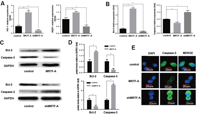 MRTF-A activated the expression of Nrf2 target genes to prevented apoptosis.