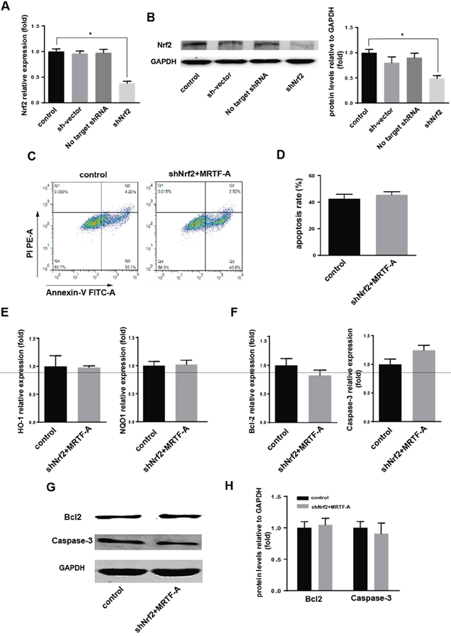 MRTF-A affected resistance of hela to the doxorubicin by adjusting the Nrf2.